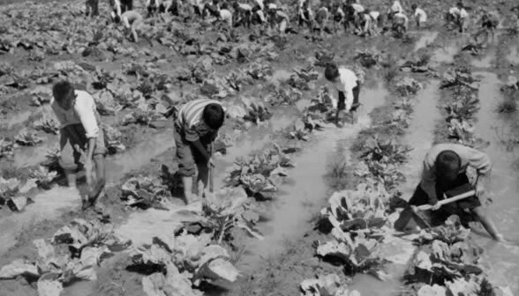 Extremadura. Niños trabajando en el campo. Plan Badajoz